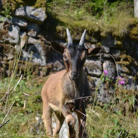 Muellerswald Schenkenzell
