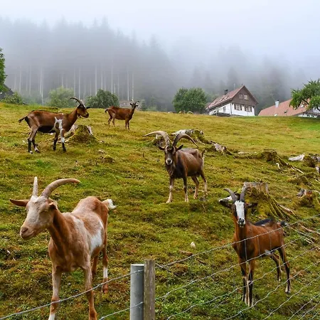 Muellerswald Vakantiehuis